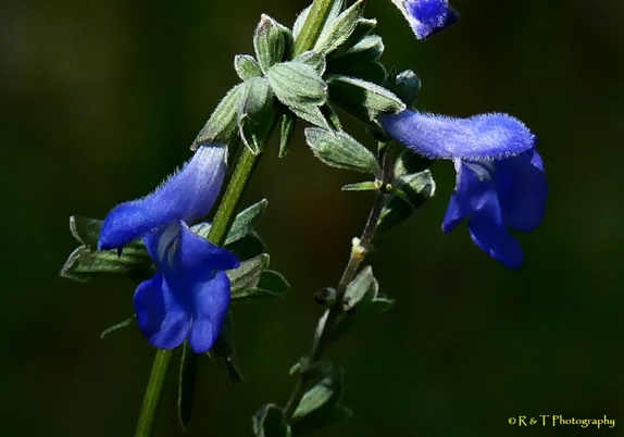 {Salvia azurea}